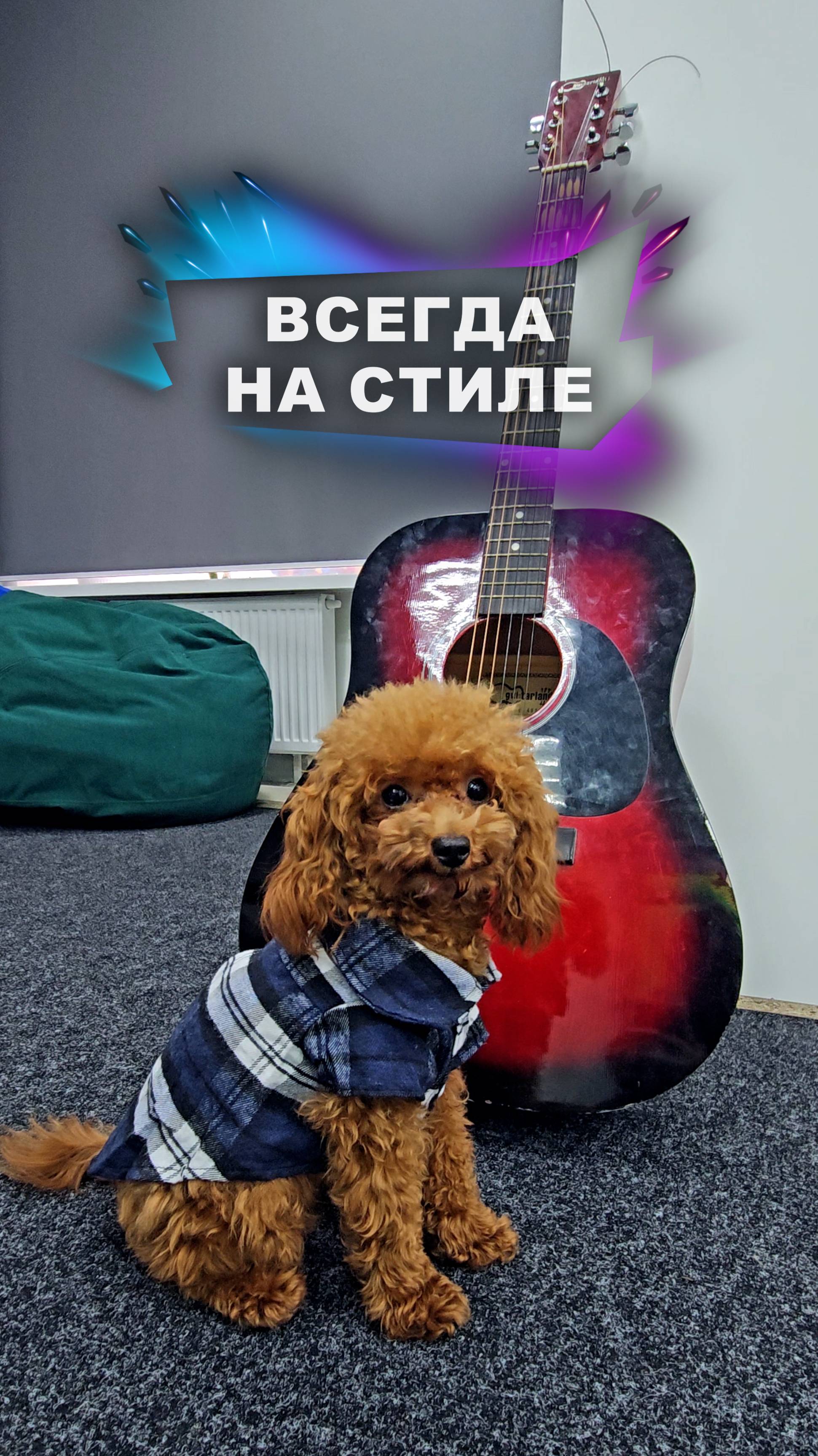 Он такой разный! #животные смотреть онлайн