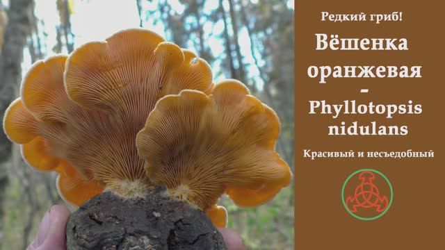 Редкий гриб! Вёшенка оранжевая - Phyllotopsis nidulans. Красивый и несъедобный. смотреть онлайн