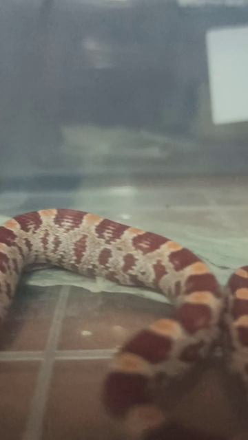 Так выглядит наеденный ребёнок маисового полоза. 16 октября 2025 г. смотреть онлайн