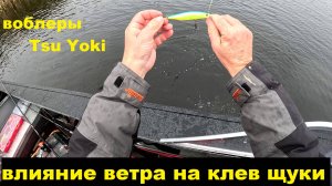 Ветер и клев. Воблеры Тсу Еки. Подсак и весы.