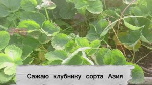 КЛУБНИКА СОРТА «АЗИЯ» 🍓 Сажаю усы клубники нового сорта