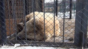 Медведь играет с человеком. Парк "Роев ручей" Красноярск. Медведь белокоготный.