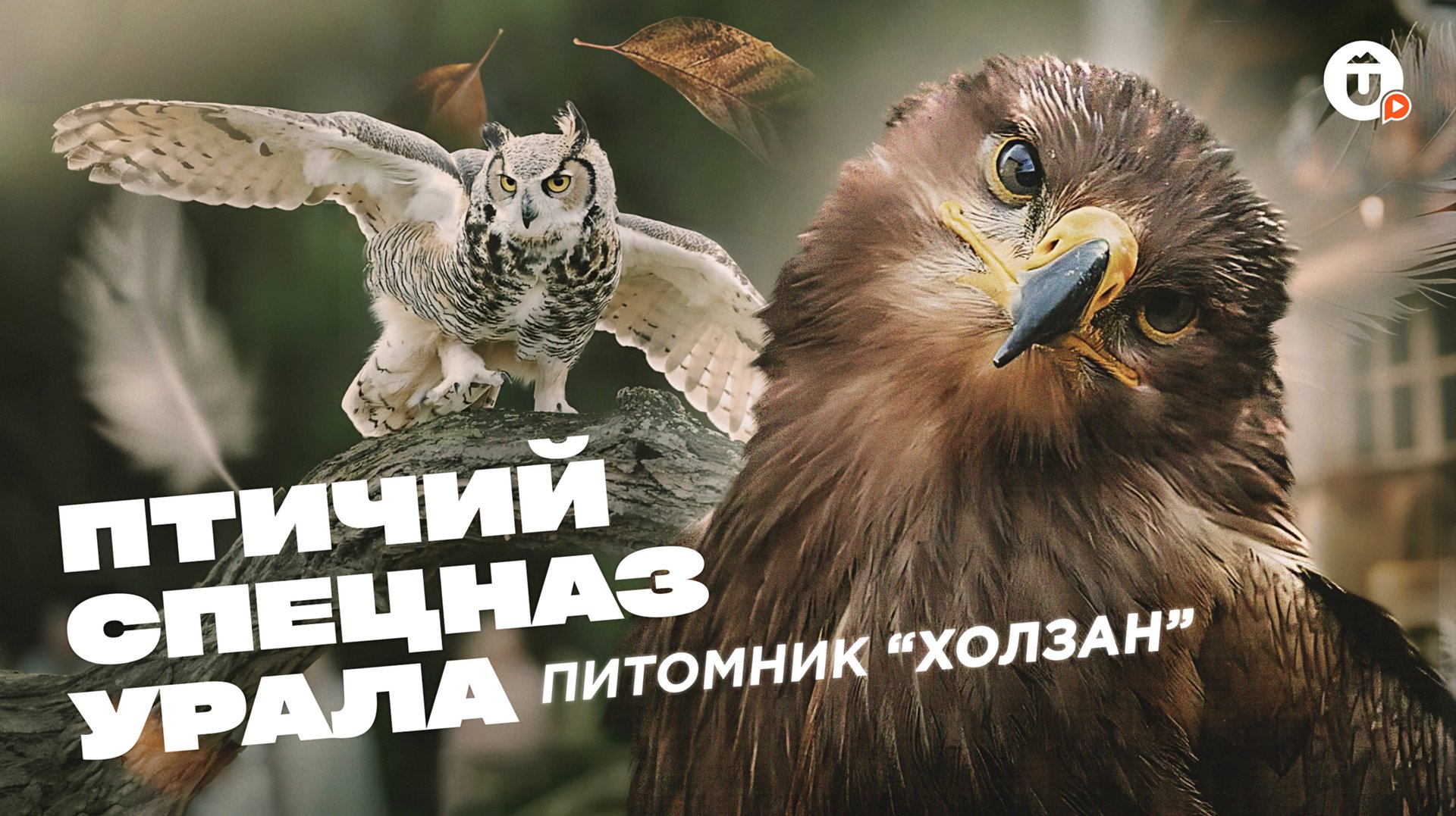 Центр «Холзан»: как спасают 250+ хищных птиц на Урале? Беркуты, грифы, полярные совы и другие смотреть онлайн