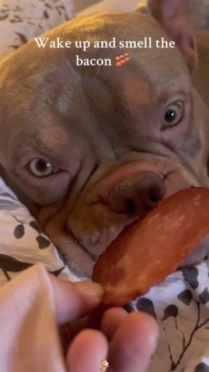 #приколы #юмор #прикол #смешно #собаки #собака #щенок #щенки #топ #топчик #роликдня #видеодня #лучше