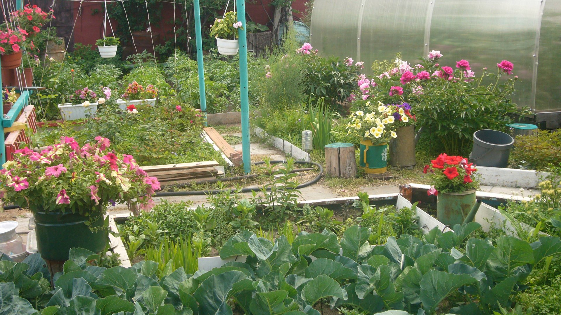 2105.   Осень в теплицах, о лилиях, хризантемах, обработка шашками.