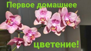 Первое домашнее цветение роскошной орхидеи!Бэби Динамит!