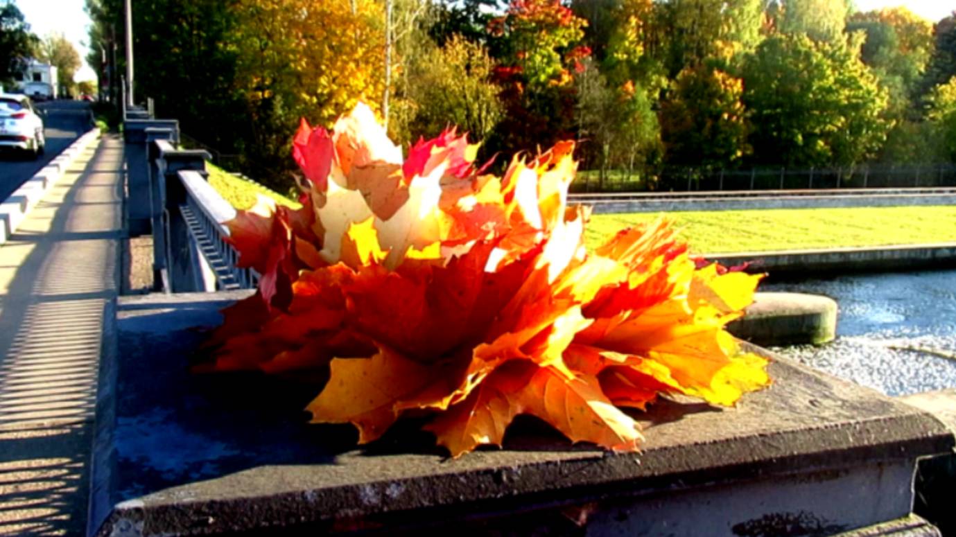 Ильинская слобода в Петербурге смотреть онлайн