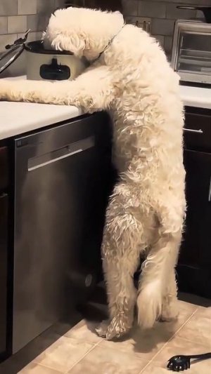 Эти забавные животные5555