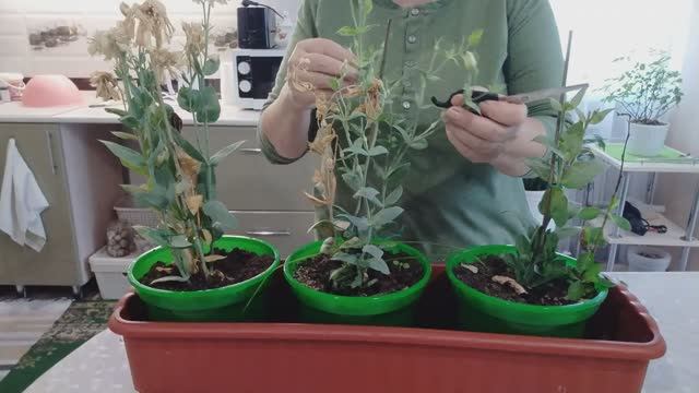 Эустома выращивание из своих семян размножение. Уход за комнатными цветами. смотреть онлайн