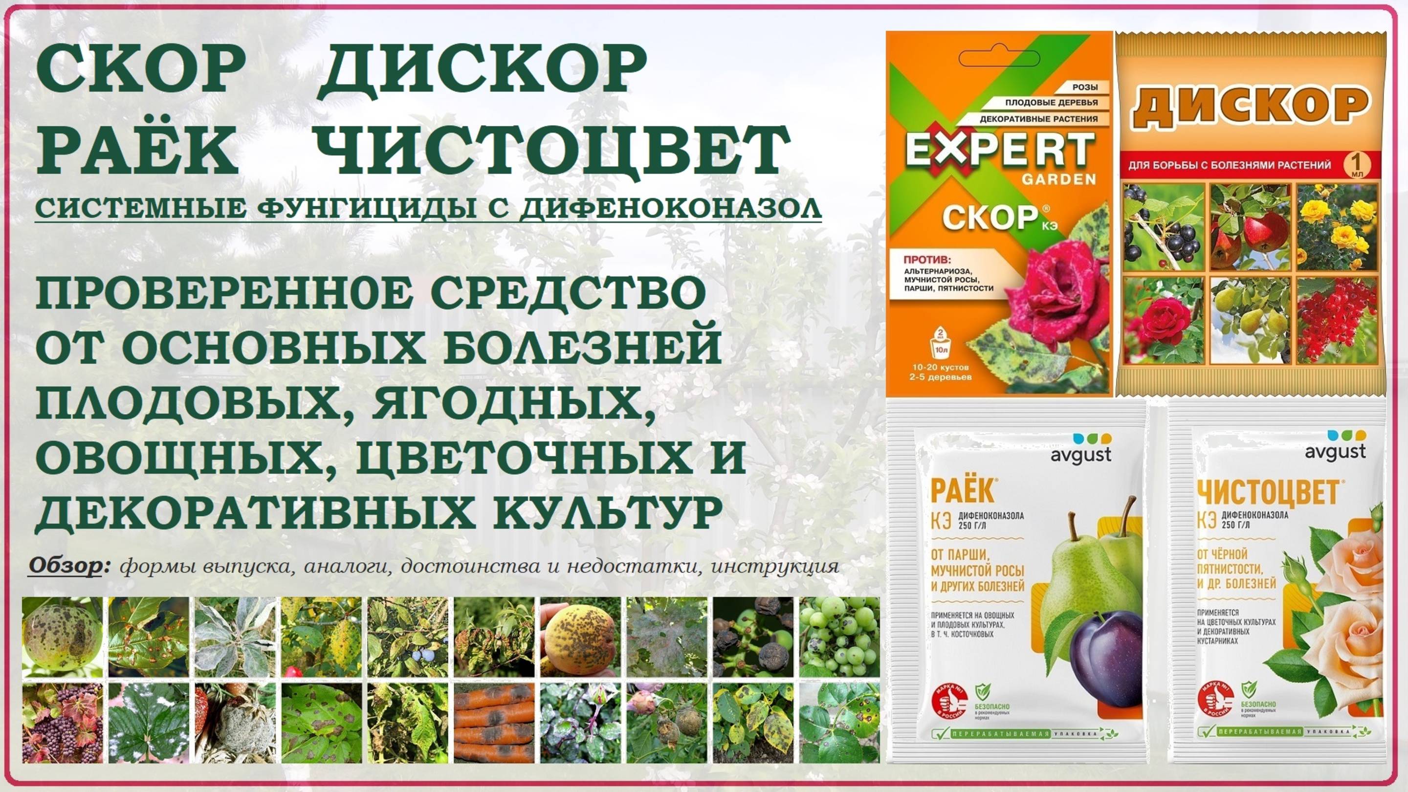 Скор, Раёк, Чистоцвет и Дискор - одно из лучших средств от болезней растений. Обзор 2025 смотреть онлайн