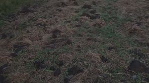 Как всходит горчица осенью