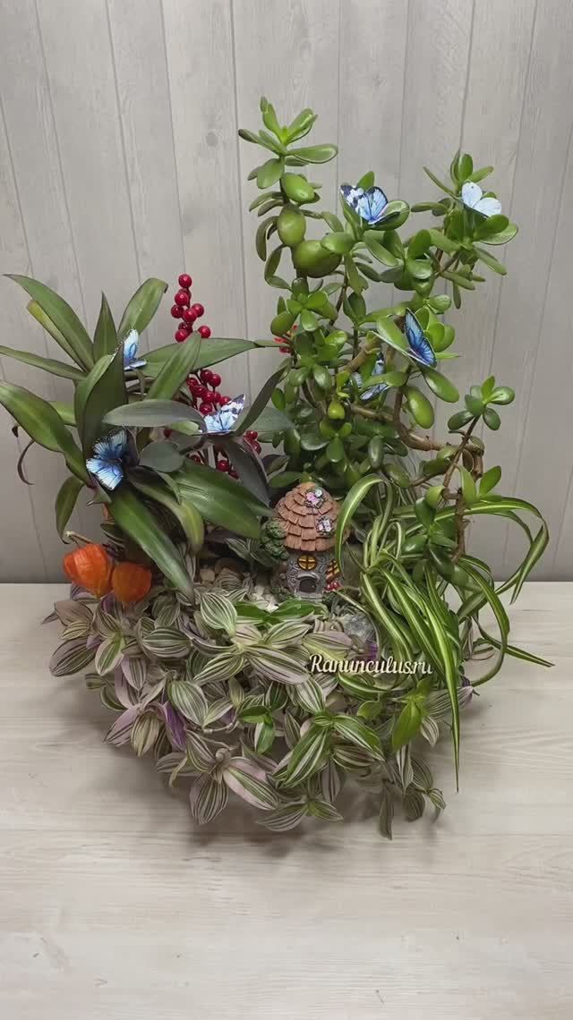 Композиция из комнатных растений "Хижина дяди Тома" смотреть онлайн