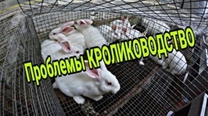 Проблемы КРОЛИКОВОДСТВА. Обзор крольчатника.