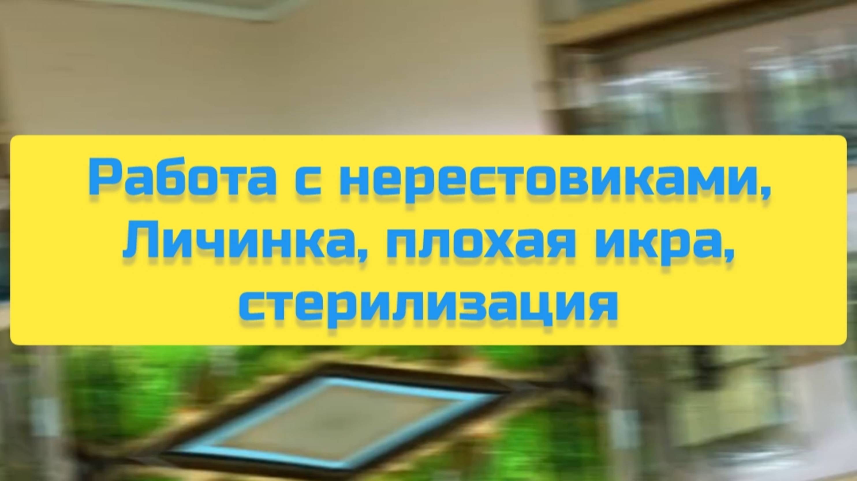 РАБОТА С НЕРЕСТОВИКАМИ, ЛИЧИНКА, ПЛОХАЯ ИКРА, СТЕРИЛИЗАЦИЯ смотреть онлайн