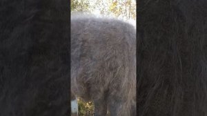 1000218277.mp4 Утепляемся пуховыми изделиями у Ольги.т.89020931602