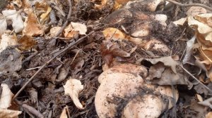 Приехали с любимой на рыбалку а попали на поляны тополевой рядовки!!! Грибы#2025