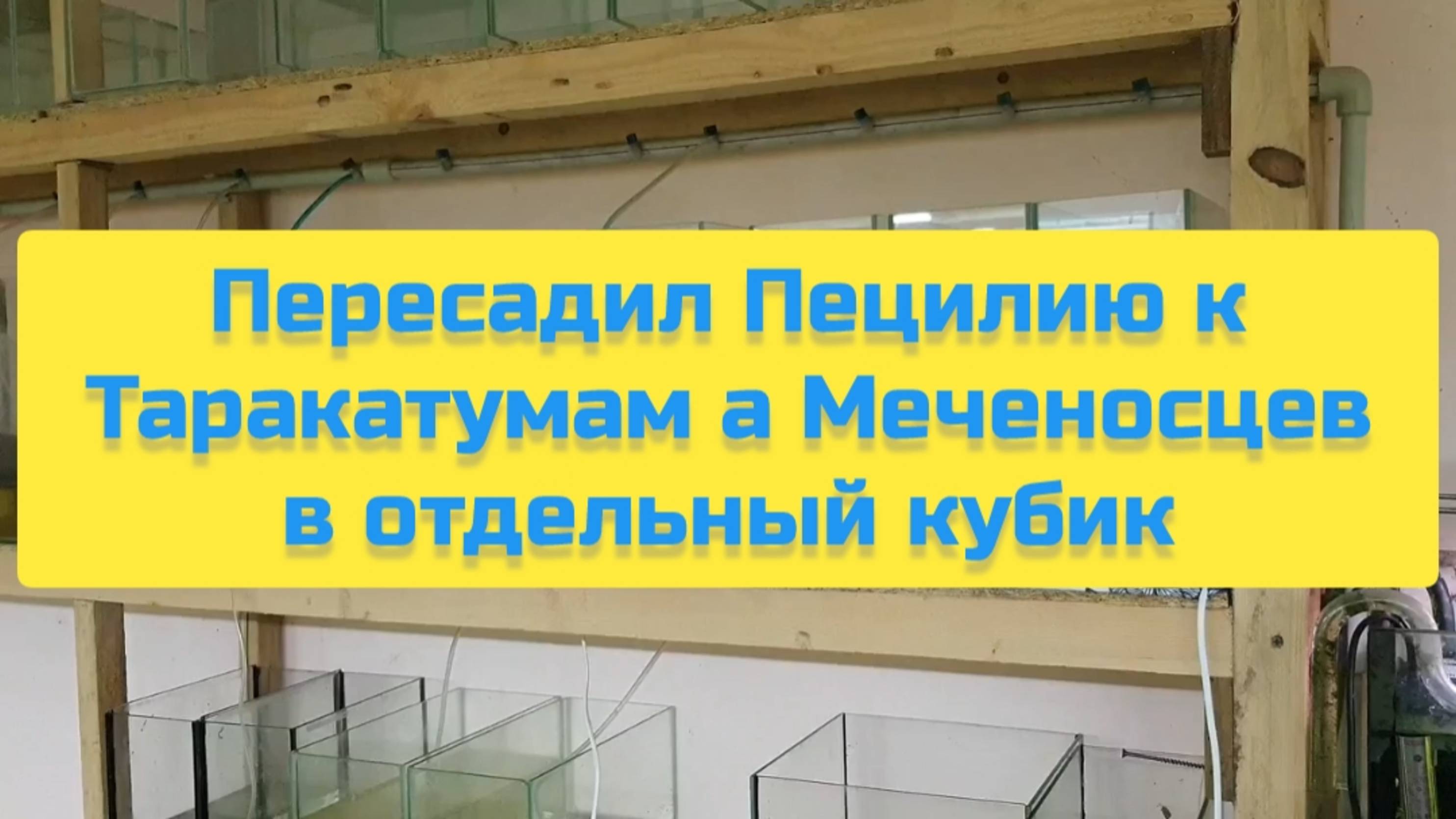 ПЕРЕСАДИЛ ПЕЦИЛИЮ К ТАРАКАТУМАМ А МЕЧЕНОСЦЕВ В ОТДЕЛЬНЫЙ КУБИК смотреть онлайн