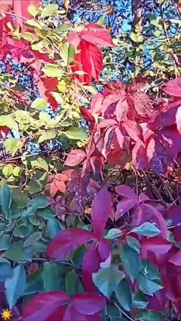 #красотаосени #буйствокрасок #листья #осень2025год #событиедня #14октября2025год #природа #саратов # смотреть онлайн