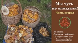 Мы чуть не опоздали! Часть вторая. "Дневник грибника" 3 августа 2023 года.
