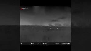 Три шакала на мушке .