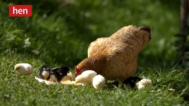 Видео обучающее - Think and learn video №3 "An animal family"- SM Starter-Unit 3 -Семья у животных. смотреть онлайн