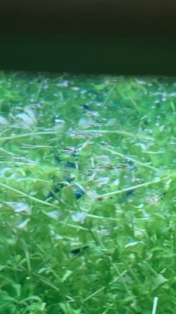 Синие креветочки 🥰 смотреть онлайн