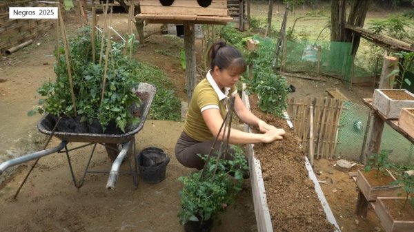 Дорис 44. Дорис делает большой ящик на столбах для помидор и высаживает в него рассаду. Кормит птицу