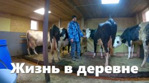 Непонятный вирус "выбил из колеи". Как все работает в новом "Коровьем доме" и деревенские будни!