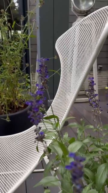 Объявляется экстренный сбор знатоков-садоводов! смотреть онлайн