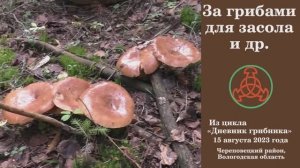 За грибами для засола и др! Дневник грибника 15 августа 2023 года.