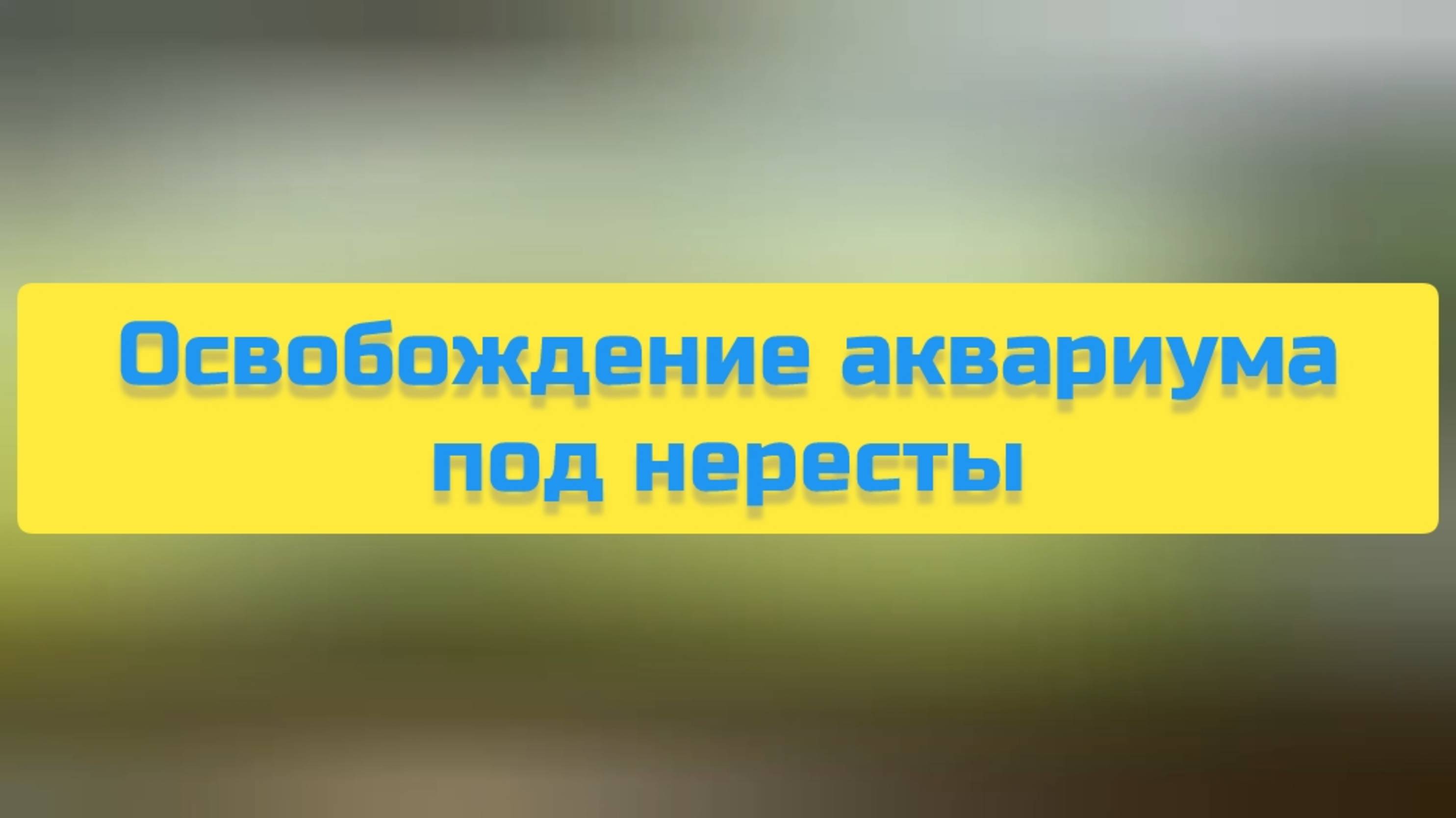 ОСВОБОЖДЕНИЕ АКВАРИУМА ПОД НЕРЕСТЫ смотреть онлайн