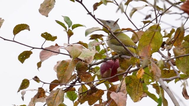 Седой дятел