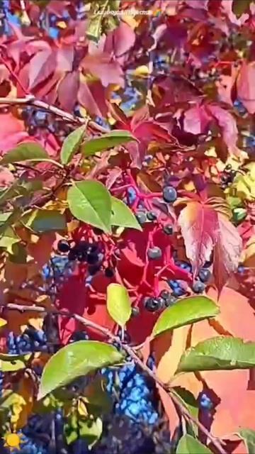 #красивыйдень #природа #впечатляет #прогулка #осень2025год #событиедня #14октября2025год #саратов # смотреть онлайн