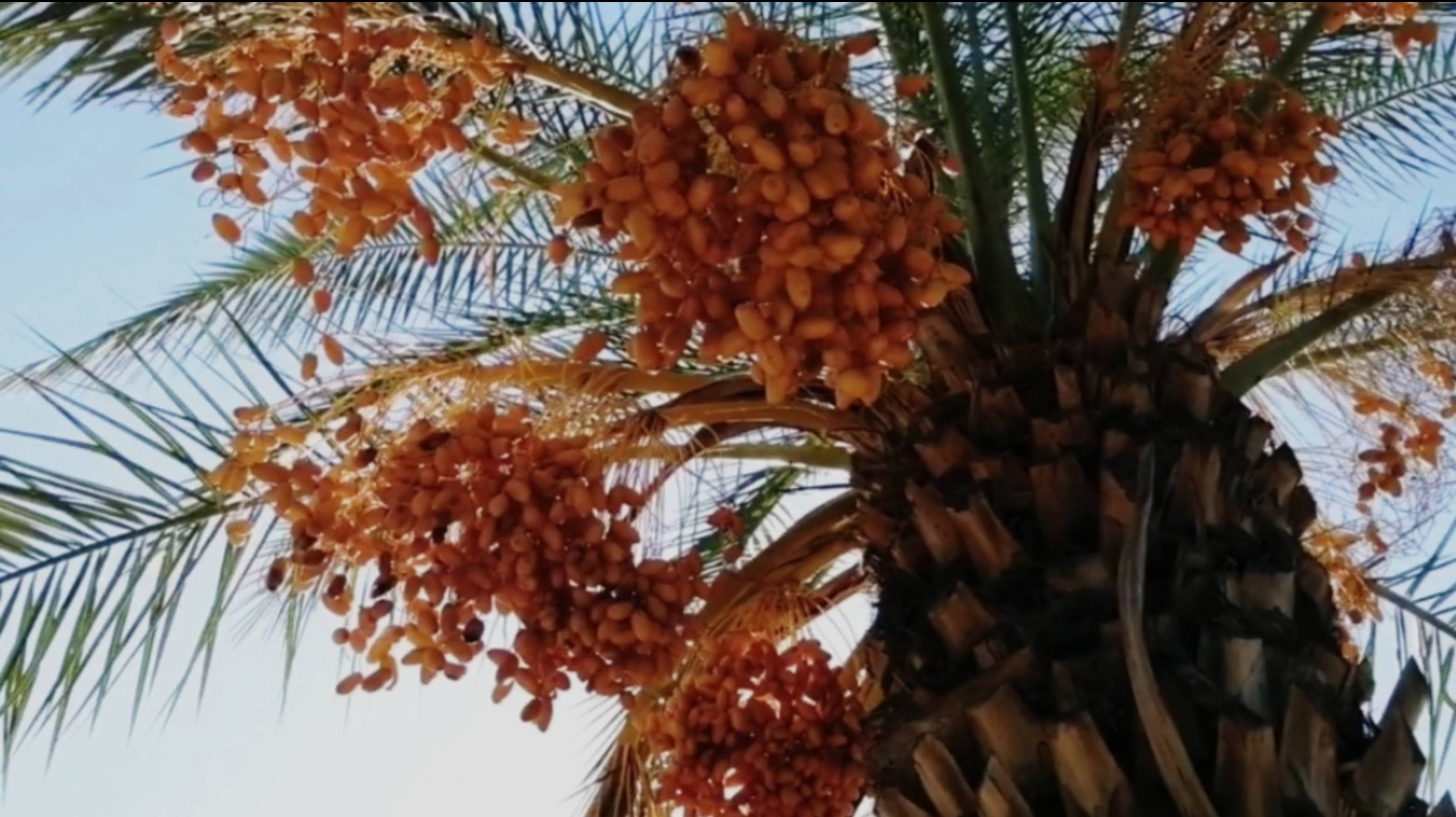 17 октября ОСЕННИЙ МАХМУТЛАР. ТУРЦИЯ 2025.