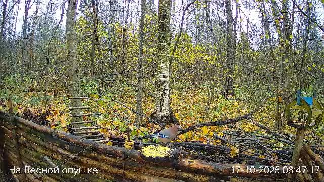 🍂ОКТЯБРЬ в ЛЕСУ онлайн #Relaxing #природа #звуки леса #птицы #погода🍁 смотреть онлайн