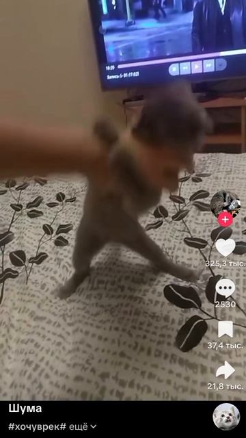 ну это я кот