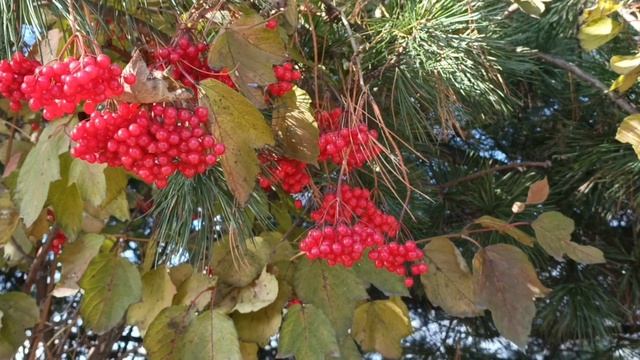 Краски осени- музыка Сергей Грищук смотреть онлайн