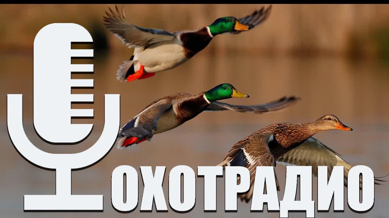 А ЧТО ЛУЧШЕ? СНАРЯЖАТЬ ИЛИ ПОКУПАТЬ ДРОБОВОЙ ПАТРОН ДЛЯ ОХОТЫ? ЕВГЕНИЙ ЦЫГИКАЛО / ОХОТРАДИО