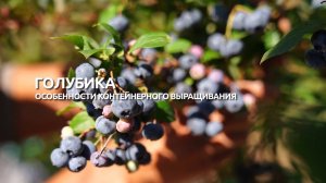 Голубика: особенности контейнерного выращивания