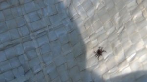 Энцефалитный клещ Tick borne Encephalitis +Экстаежник