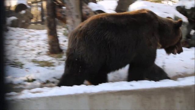 Бурые медведи ещё не спят. Валя прогоняет сороку 16.10.2025 смотреть онлайн