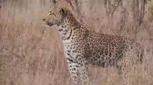 Все дикие КОШКИ в мире — 40 видов