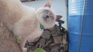 Посеяли морковь для весны🥕🥕🥕 Сняли сетки🌞 Богомолы🦗🦗Дом на Кубани 🏠