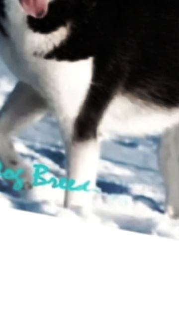 Эдит Акита ину, хаски, йоркширский терьер, японский хин, немецкая овчарка