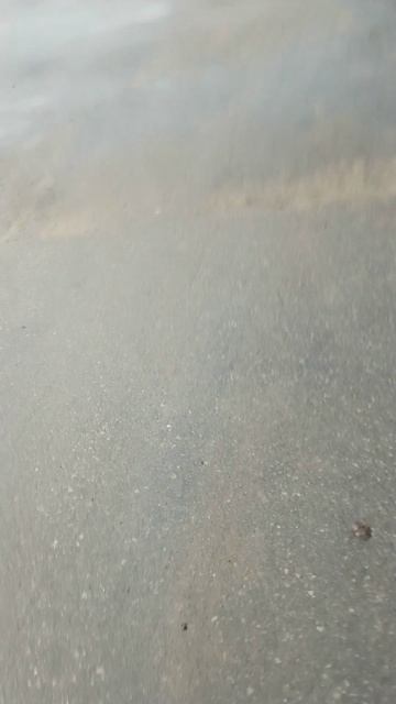 Крайне Северный Ниндзя 'ЛавинА' - Листья (17.10.2025) Very Nordic Ninja 'LavinA' - Leaves #NinjaLive