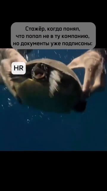 #100 || МЕМЫ || ПРИКОЛЫ || ЮМОР смотреть онлайн