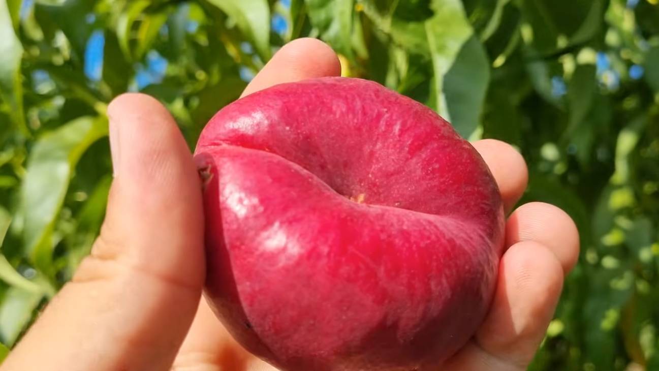 Супер нектарин инжирный Донат Ростов-на-Дону. Россия | Small Gardens