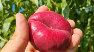 Супер нектарин инжирный Донат Ростов-на-Дону. Россия | Small Gardens