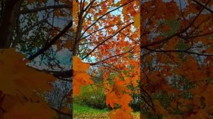 Исчезли солнечные дни (cover)