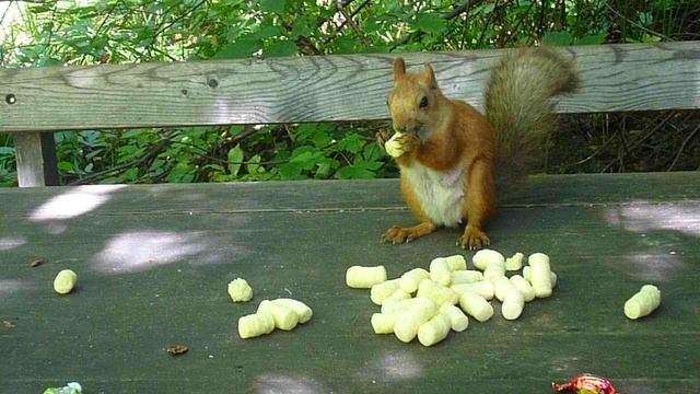 Белка в бору возле города Семей в Казахстане. смотреть онлайн